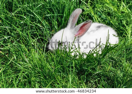 Little white sleeping rabbit in deep green grass
