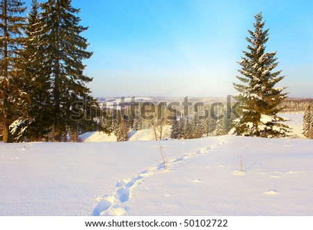 Sunny winter landscape with a forest track and trace
