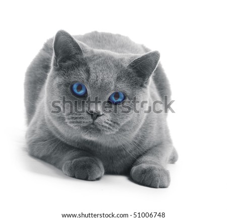 black and white cat with blue eyes. stock photo : Cat with lue