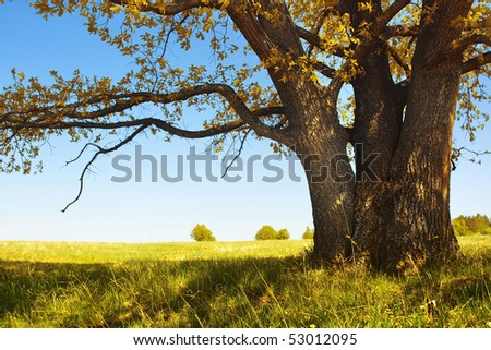 Autumn tree with leaves and dry grass and clear blue sky