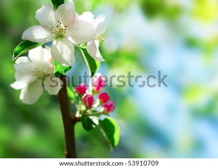 Apple blossoms on stem with blurry background