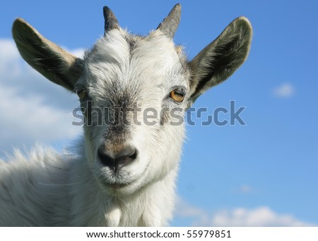 Head of young smiling goat over blue sky background