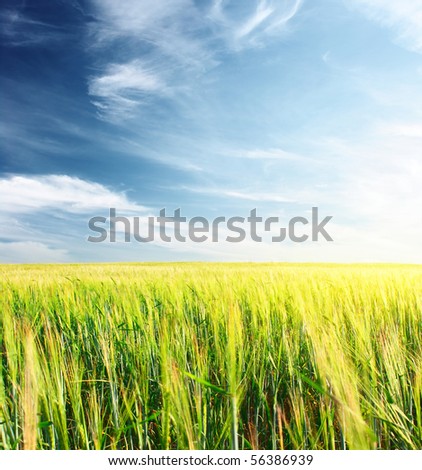 Yellow wheat stems and blue sky with clouds