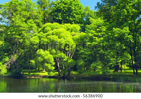 Trees near pond in city park