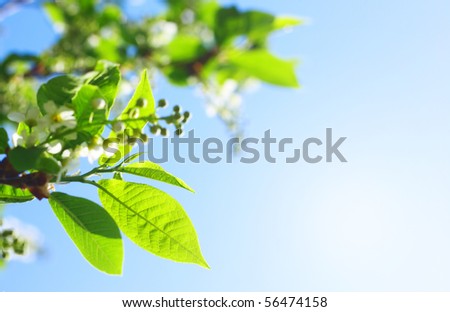 Leaves of a bird-tree and blue sky with clouds