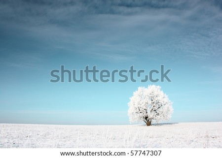 Alone frozen tree in snowy field