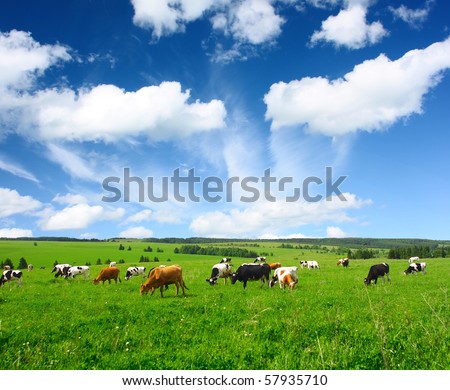 Green Cows