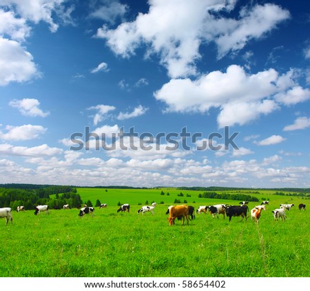 Cows on meadow with green grass