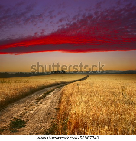 Wheat field with road and sunset sky with clouds