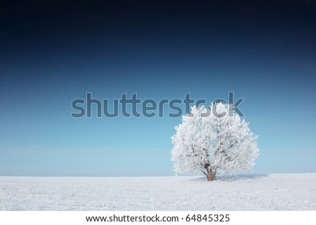 Alone frozen tree and clear blue deep sky