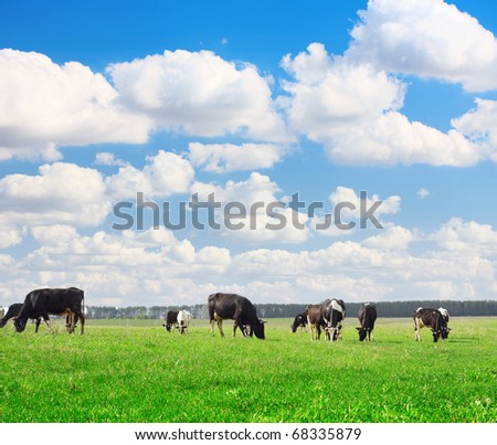 Cows grazing on meadow under blue cloudy sky