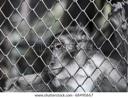 Sad monkey in zoo