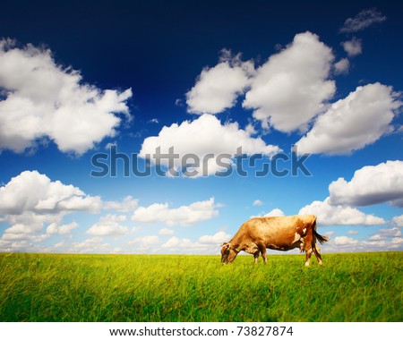 Cow on green grass and blue sky with light