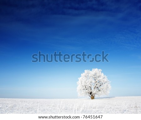 Alone frozen tree on winter field and blue sky with rare clouds