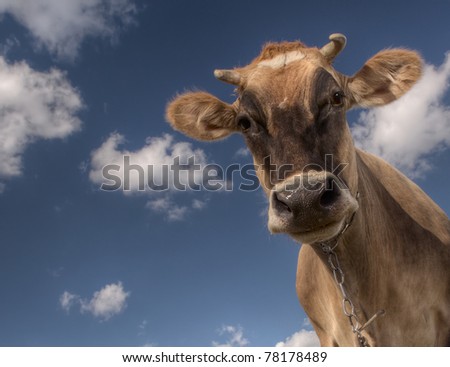 Closeup smiling cow looking to a camera on blue sky background