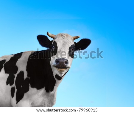 Funny smiling black and white cow on blue clear background