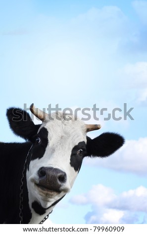 Funny smiling cow on blue sky background with copyspace