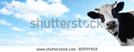Funny smiling cow on blue cloudy sky background with copyspace