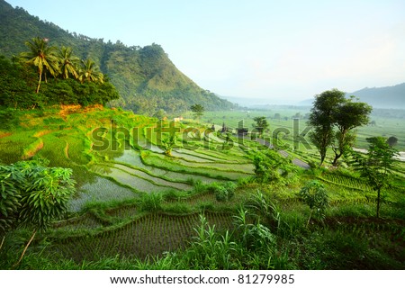 Rice fields in a valley at morning light. Bali island