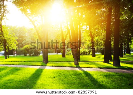 City park with green grass and trees at sunset light