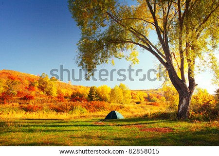 Tourist little tent standing by huge tree on autumn meadow