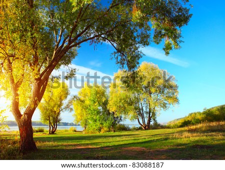Group of autumn trees standing on a meadow by river