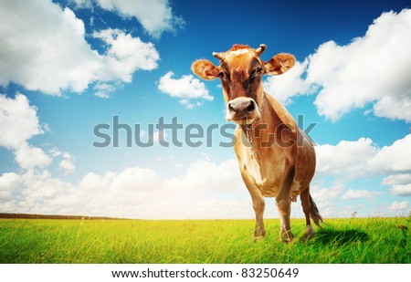 Cow on green grass and blue sky with clouds