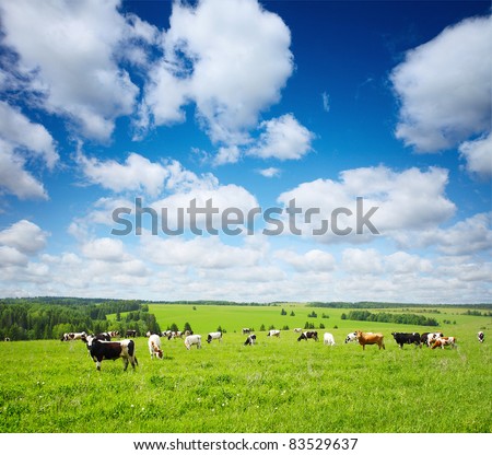 Group of cows grazing on green meadow with blue cloudy sky