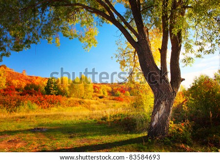 Meadow with grass and big autumn tree with blue sky