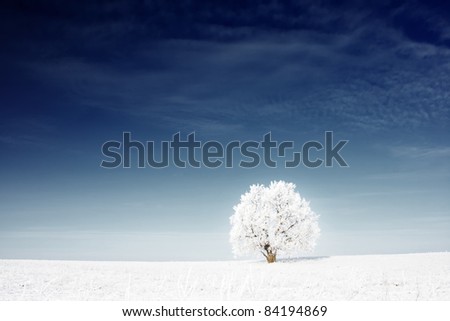 Alone frozen tree in snowy field and deep blue sky