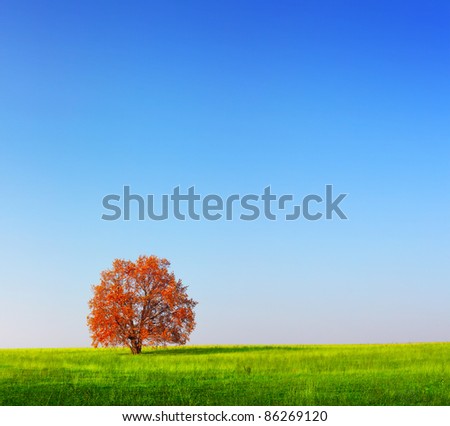 Alone red autumn tree on a green meadow with blue clear sky