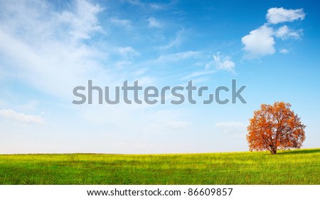 Alone red autumn tree on a green meadow and blue sky with clouds