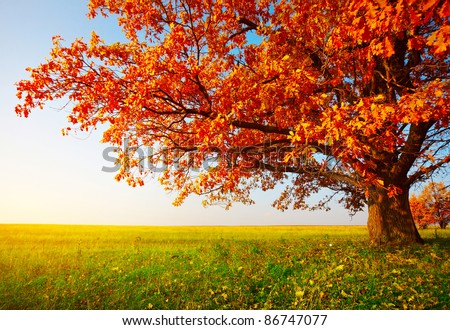 Big autumn oak and green grass on a meadow around