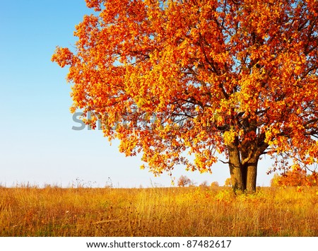 Big autumn oak tree with red leaves on a blue sky background
