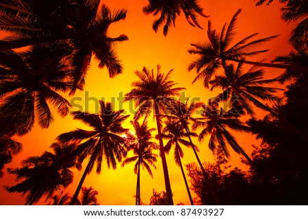 Group of a palm trees on the red background