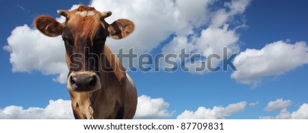 Brown cow looking to a camera on blue cloudy sky background