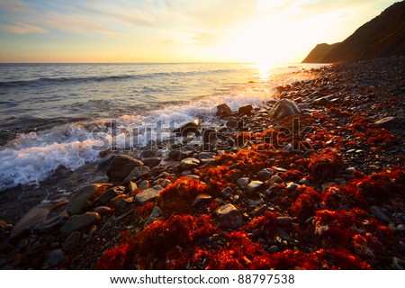Sea rocky coast with red algae (Rhodophyta) at sunset light