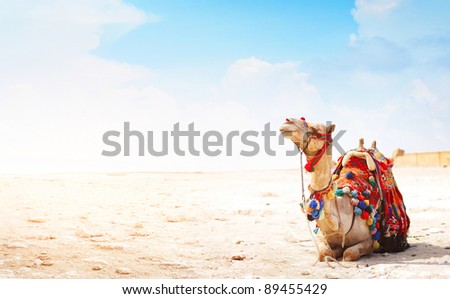 Camel sitting on a desert land with blue sky on the background