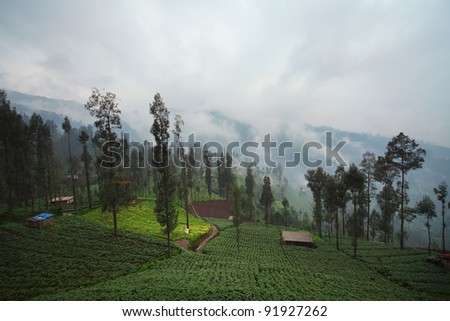 Cultivated land in a mountains. Java island Indonesia.