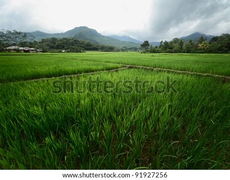 Cultivated land in a mountains of Indonesia
