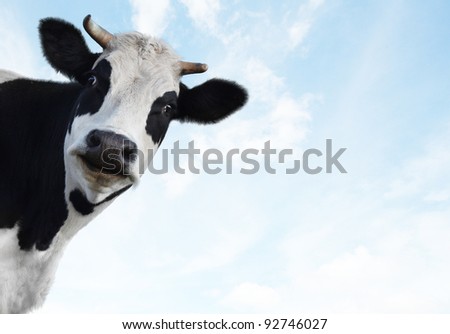 Smiling funny cow on a blue sky background