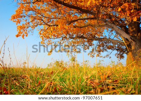 Autumn tree with yellow leaves and blue sky