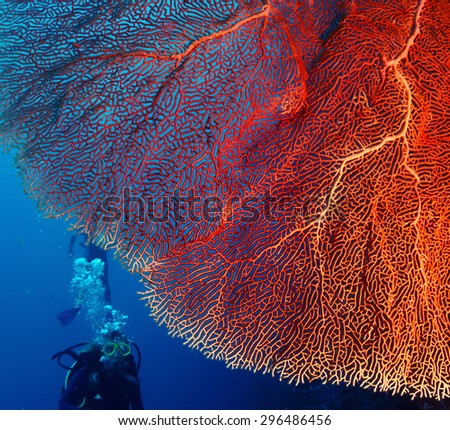 Bright and big hard coral and diver with bubbles on the background