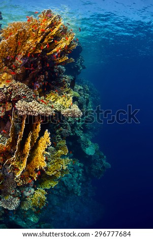Underwater shot of the coral reef wall with lots of bright corals and tiny fish