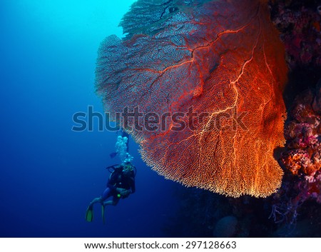 Lady diver exploring tropical bright reef with big hard coral on foreground