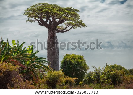 Baobab tree with green leaves among the lush green small trees. Madagascar