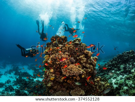 Group of divers hanging around vivid coral reef formation. Red Sea, Egypt