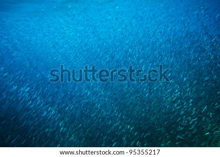 Large flock of fish in a blue tropical sea