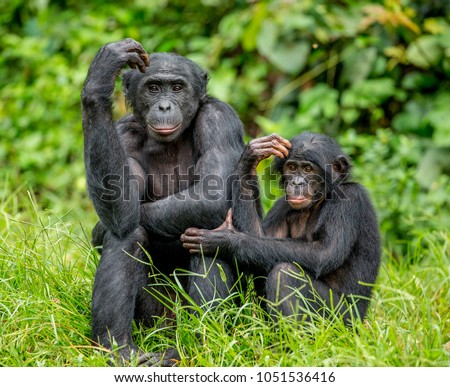 Female bonobo with a baby is sitting on the grass. Democratic Republic of the Congo. Africa.