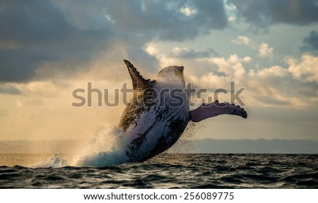 Humpback whale jump at sunset against a beautiful sky. Madagascar. The water area of the island of St. Mary.